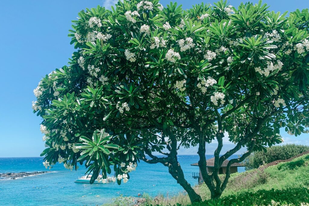 floral tree in Maui